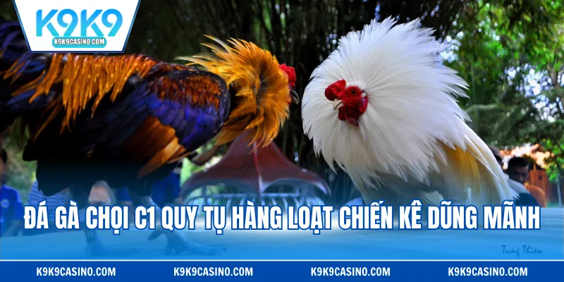 Đá gà chọi C1 quy tụ hàng loạt chiến kê dũng mãnh